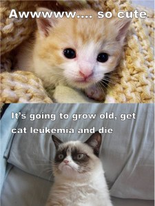 Awww... so cute It's going to grow old, get cat leukemia and die