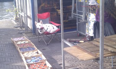 adorable dog in a chair