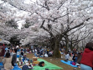 Cherry blossoms in yoyogi park
