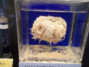 A display at the Meguro parasite museum